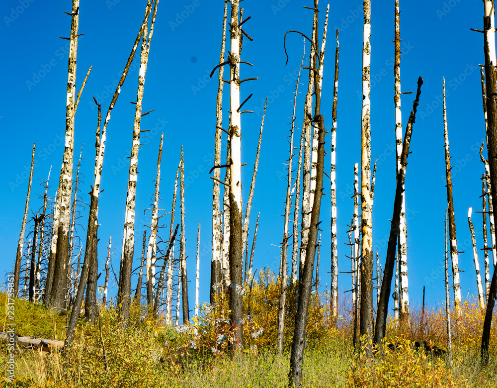 Burnt tree forest Kings Canyon, CA Burnt tree forest Kings Canyon, CA