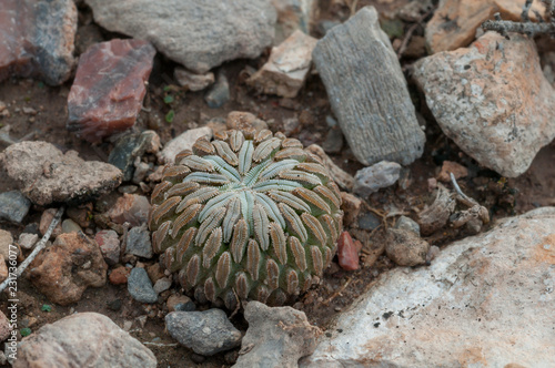 Pelecyphora photo