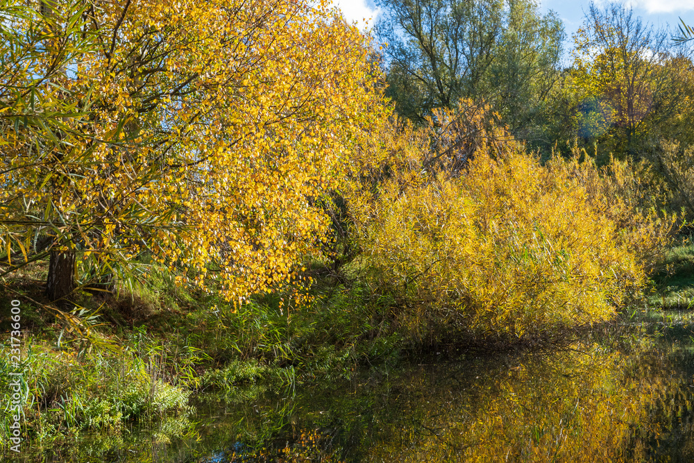 Two golden willows with reflections in a pond