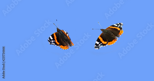 Foto A pair of very beautiful admiral butterflies in flight on the background of a blue sky