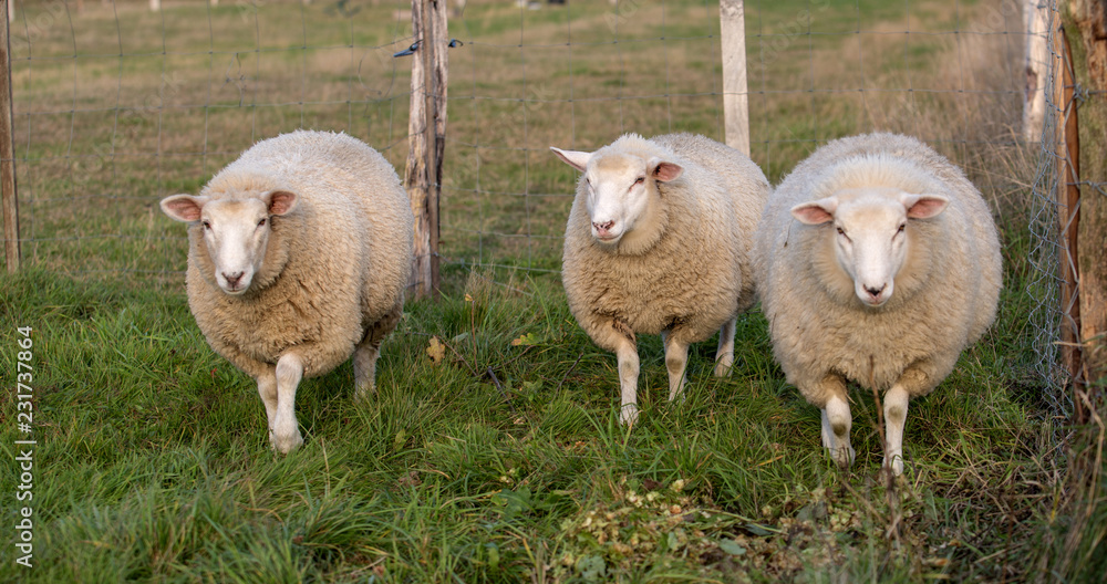 Fototapeta premium sheep in the meadow