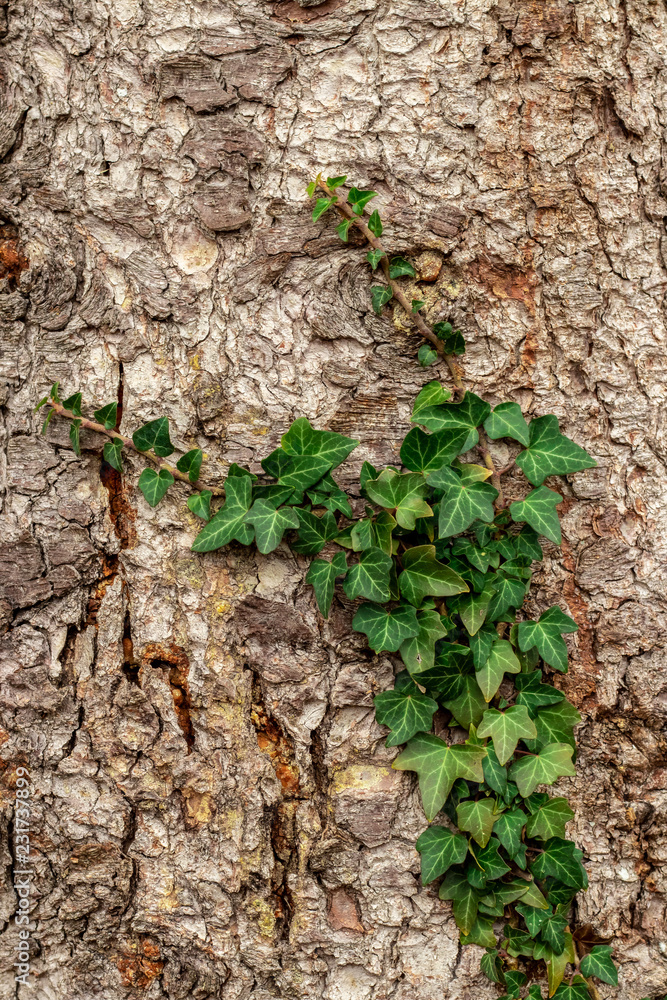 Nice green ivy climbing up on the bark of a tree Nice green ivy climbing up on the bark of a tree