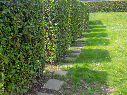 Shadows of square-shaped shrubs standing in a row. Cultural grooming of trees and shrubs in the spring season photo