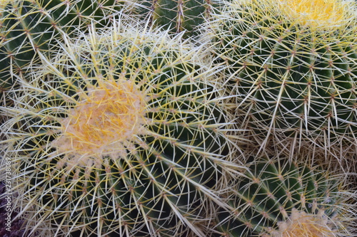 Echinocactus grusonii