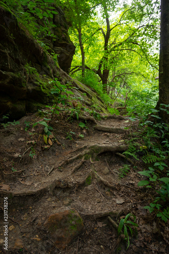 tree roots