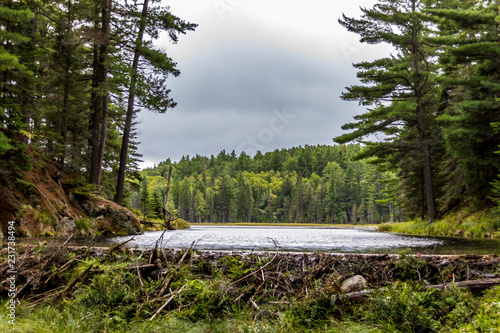 View to a beaver damn in Algonquin Ontario Canada at a cloudy day in fall.