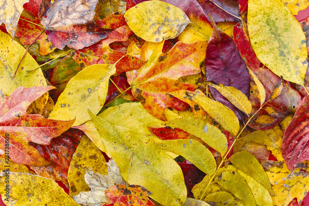 colorful autumn leaves background colorful autumn leaves background