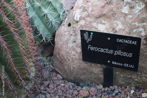 Ferocactus pilosus photo