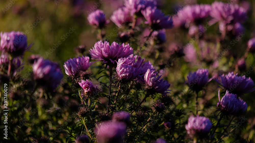 Fototapeta premium purple autumn flowers on blur background
