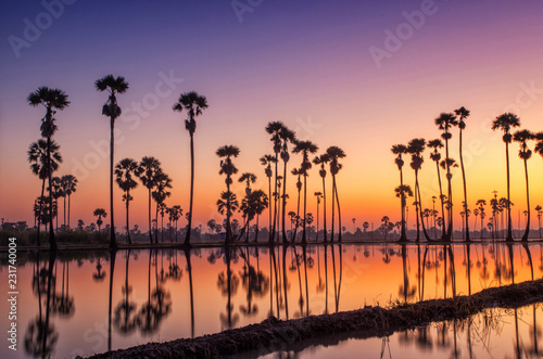 Silhouette Sugar Palm Tree on the rice field before Sunrise. Reflection on the Water.