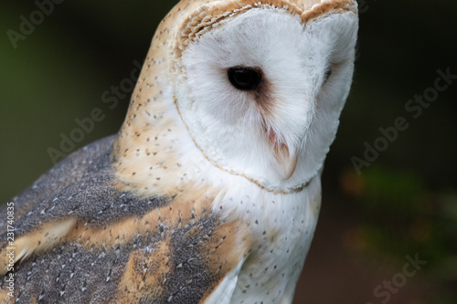 Barn Owl style