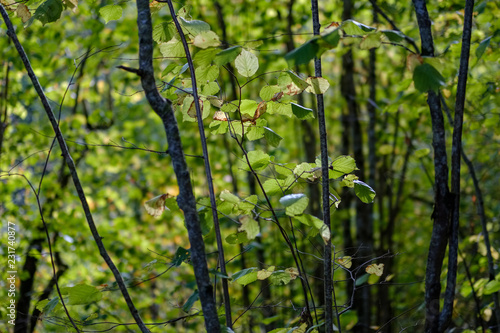 birch tree lush in colorful autumn forest