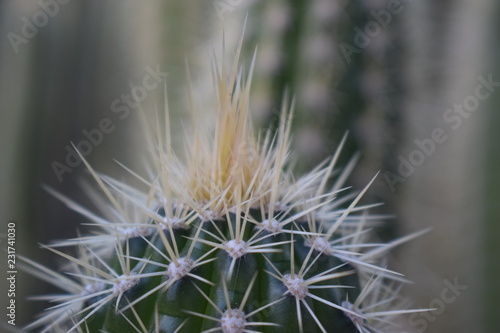 Opuntia aciculata