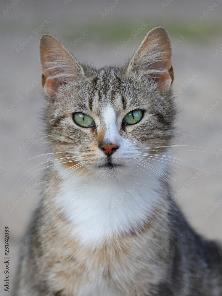 Katze im Portrait mit Blick in die Kamera, getigert, weißer Latz, grüne Augen im Hochformat