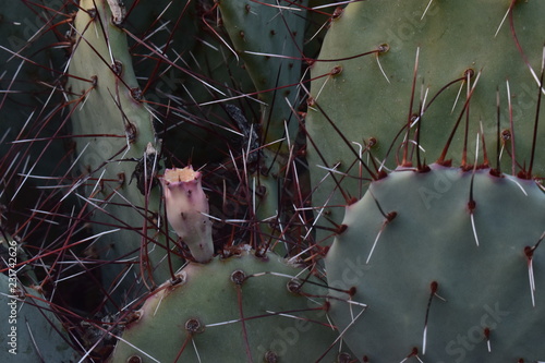 Opuntia macrocentra photo