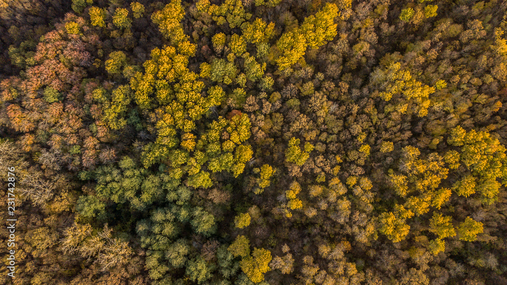 Autumn tree background. Top down view from drone. Autumn tree background. Top down view from drone.