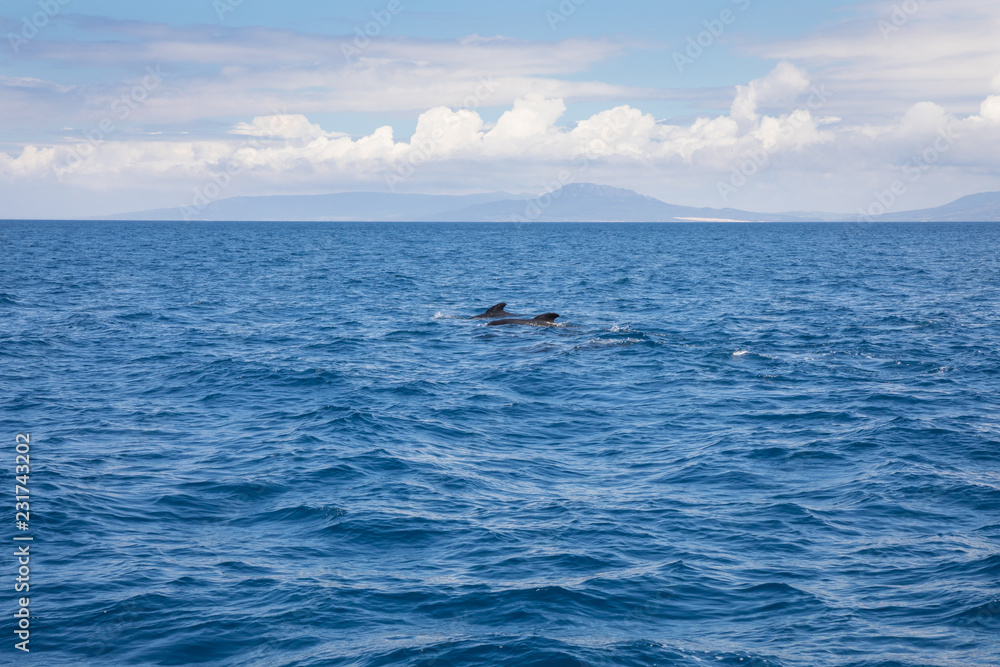 distant pilot whales swimming in Atlantic Ocean in front of Spanish coastline