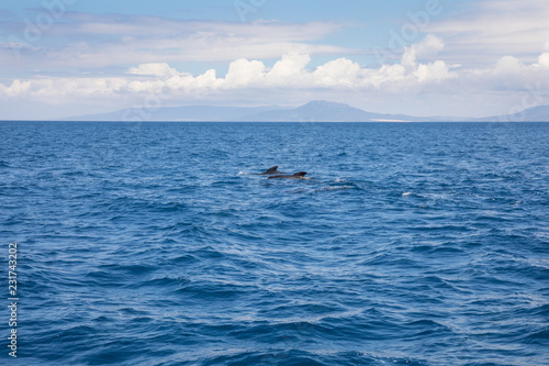 distant pilot whales swimming in Atlantic Ocean in front of Spanish coastline