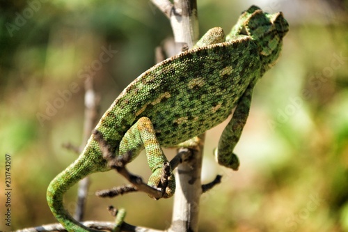 Chameleon on a branch under the sun