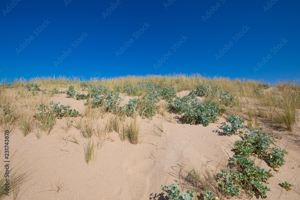 top of dune with plants sea holly and beachgrass
