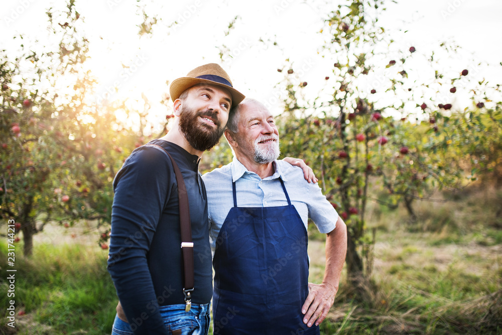 A senior man and adult son standing arm in arm in apple orchard in autumn. A senior man and adult son standing arm in arm in apple orchard in autumn.