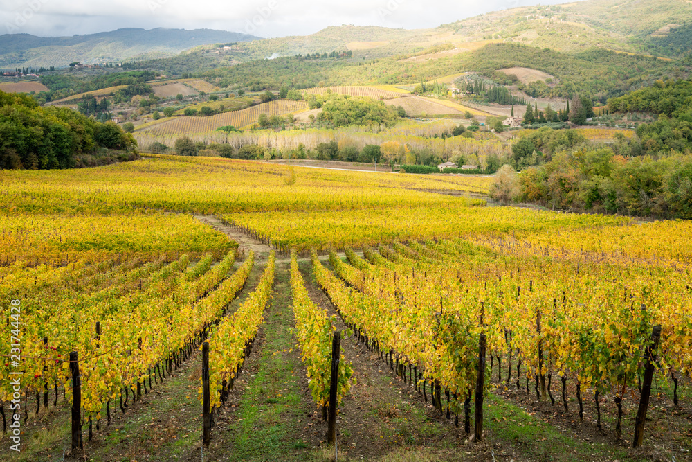 Chianti region, Tuscany. Vineyards at sunset in autumn. Central Italy