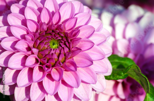 dahlia barbara variety, close-up bright pink chrysanthemum of large size, dark lilac heart gradually lighter to the tips of the petals, one flower with green leaf photo