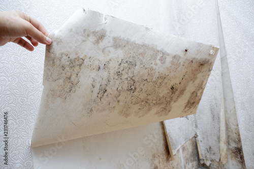 girl found mold in the corner of your bathroom , in your residential building after renovation photo