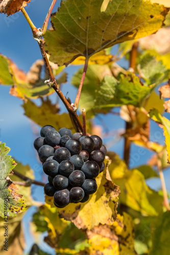 Weintrauben im Herbst