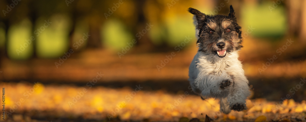 Purebred Jack Russell Terrier. Little cute dog is running in the woods on a path in the autumn leaves Purebred Jack Russell Terrier. Little cute dog is running in the woods on a path in the autumn leaves