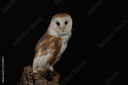 Barn owl - studio captured portrait