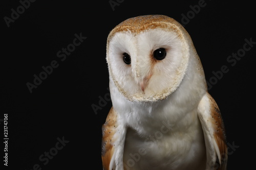 Barn owl - studio captured portrait © theclarkester
