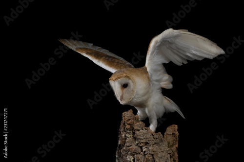 Barn owl - studio captured portrait