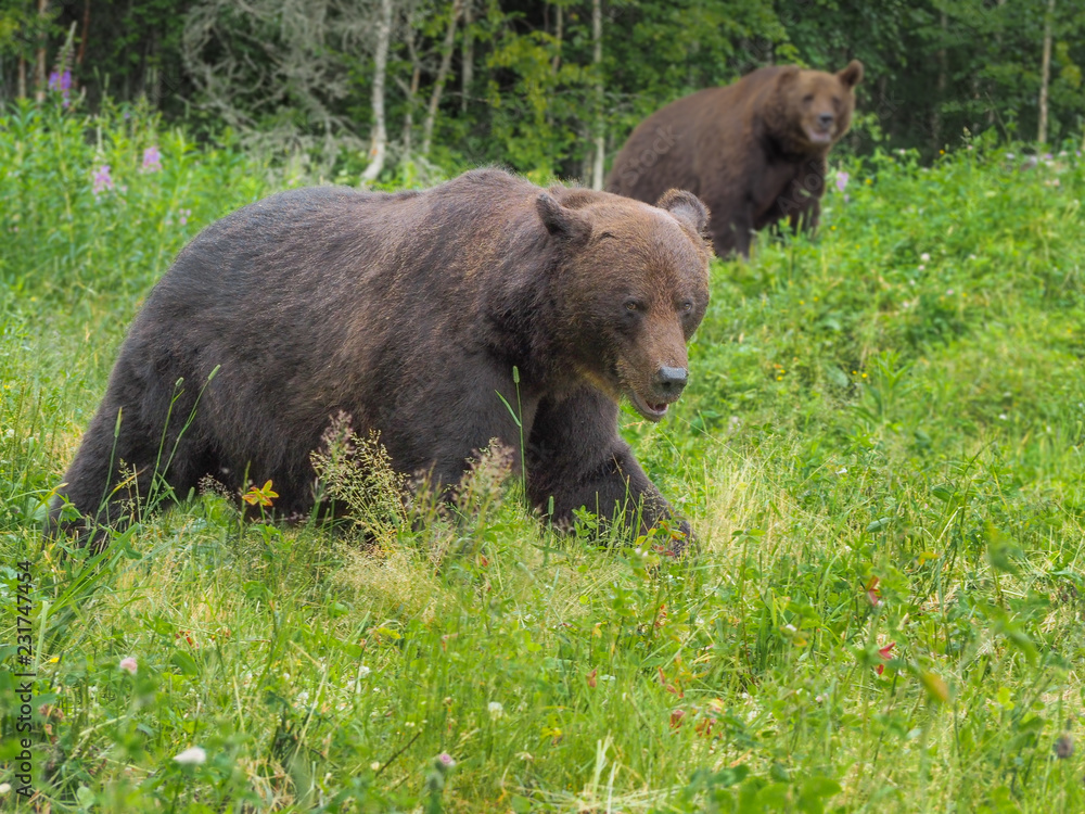 Two Brown Bears Two Brown Bears