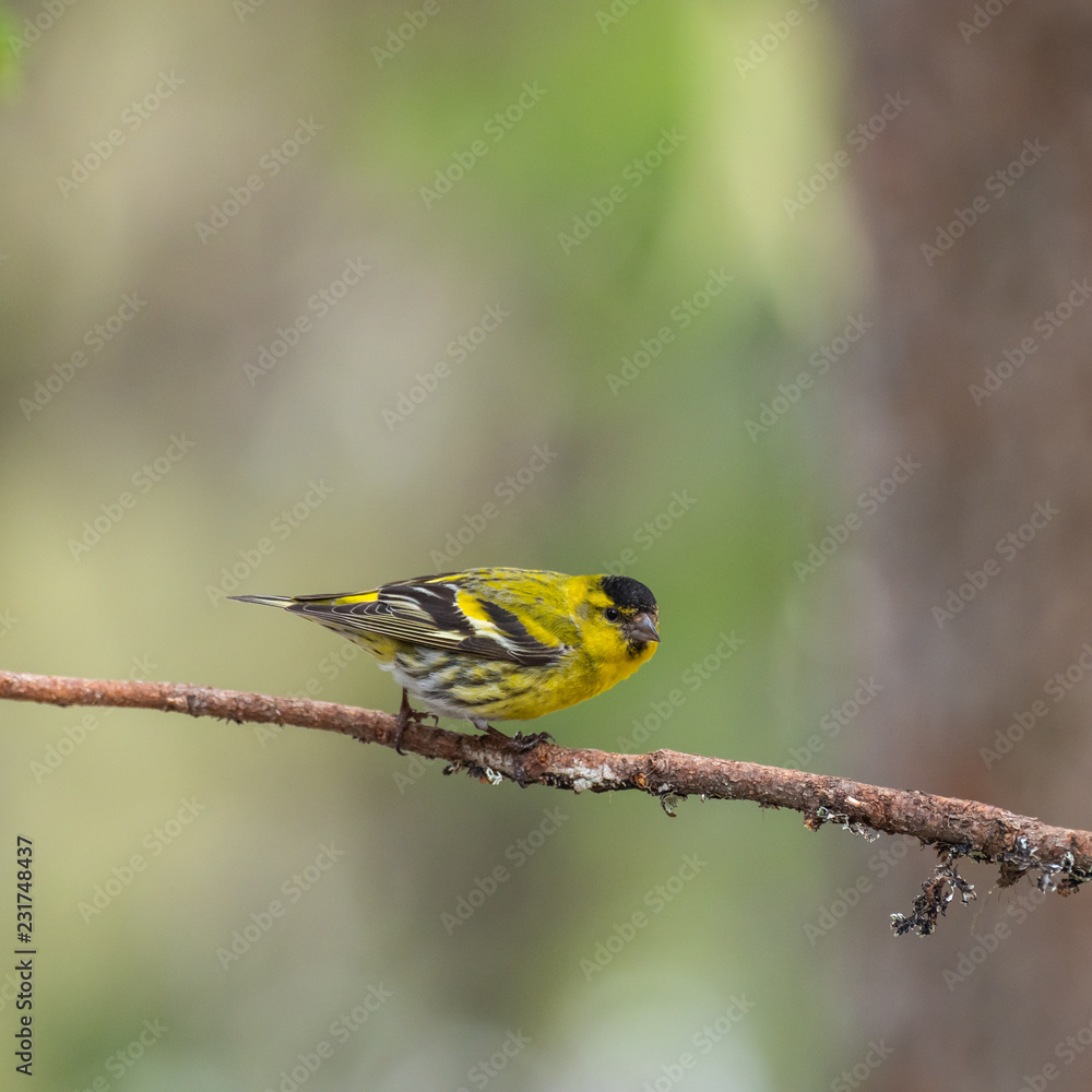 Obraz premium Siskin ( carduelis spinus ) perched on a pine tree branch