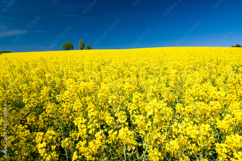 Fototapeta premium Rapsfeld im Sommer