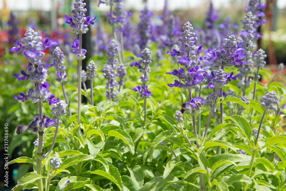 Obraz premium Flores de lavanda