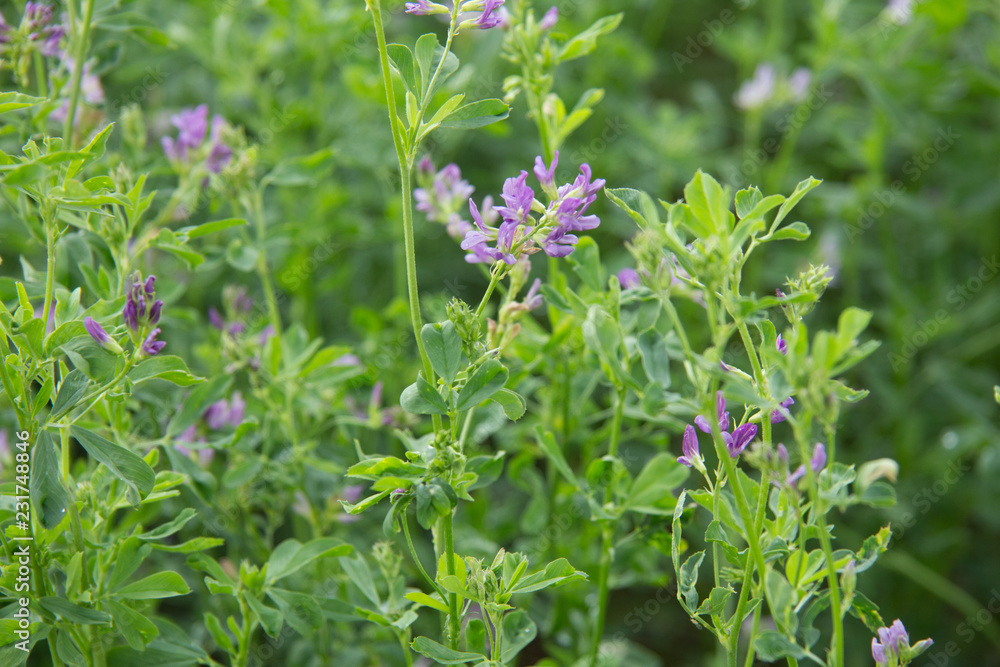 Alfalfa en flor Alfalfa en flor