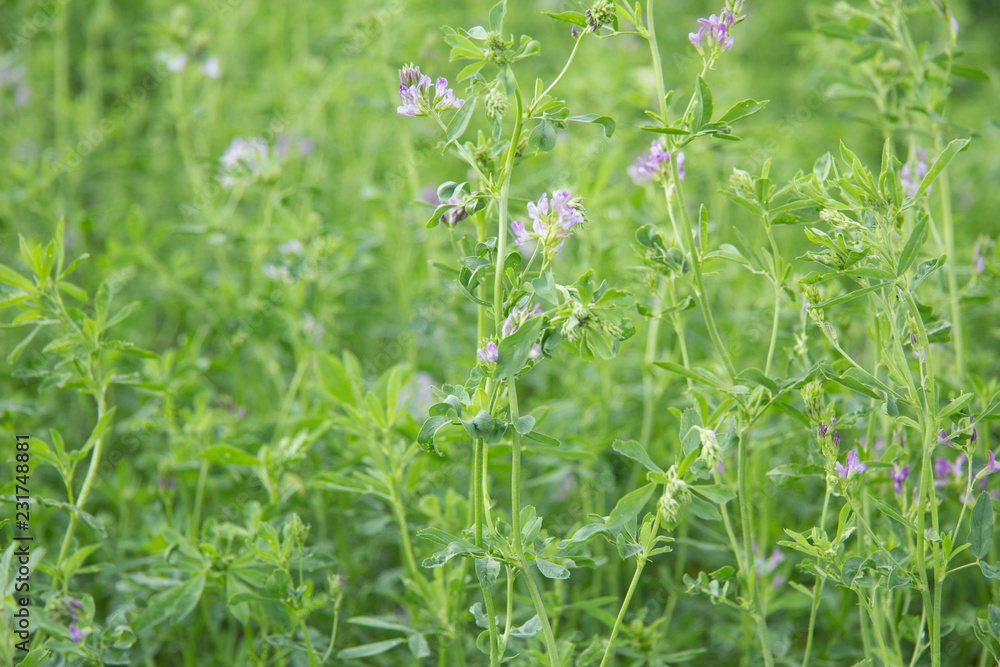 Alfalfa en flor Alfalfa en flor