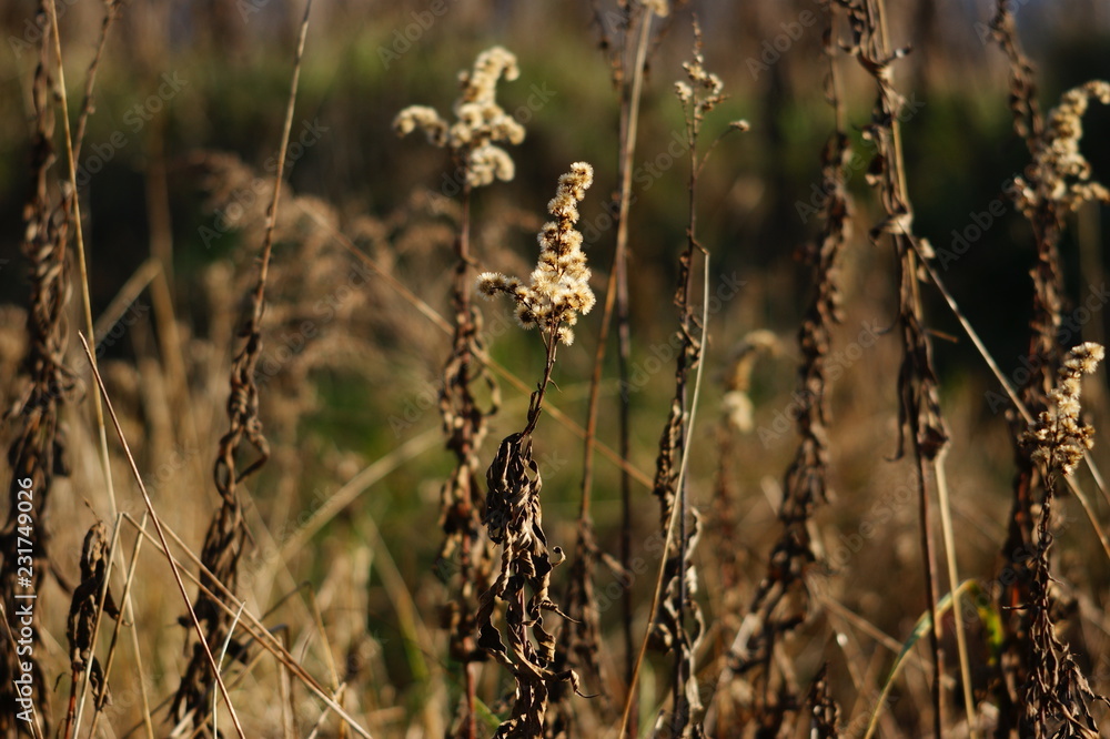 Fototapeta premium już po lecie ,jesienna roślinność