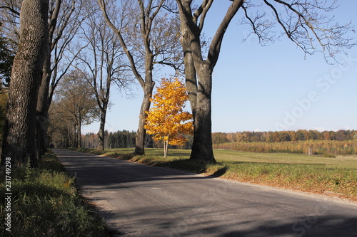 Fototapeta Naklejka Na Ścianę i Meble -  Poland.Indian summer. Mazury.Landscape with orange tree.