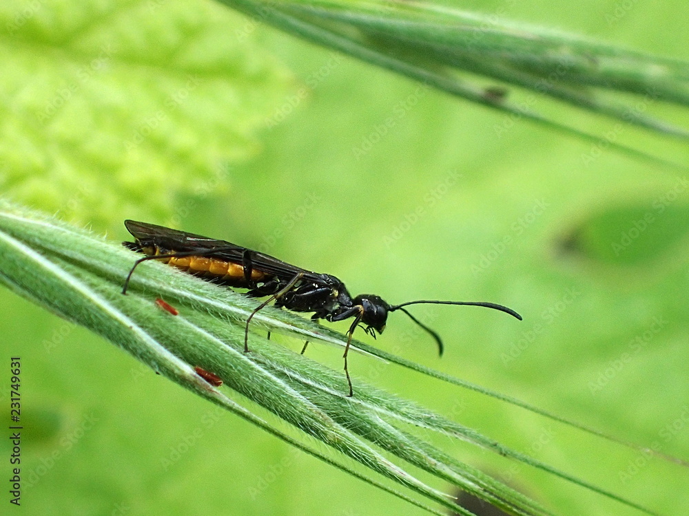 Naklejka premium OLYMPUS DIGITAL CAMERA