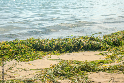 green seaweed on the shore of the clean sea  raw materials for the preparation of natural cosmetics and healthy food ingredients