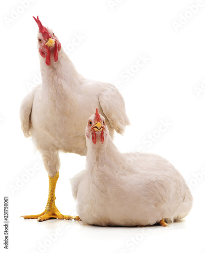 Two white chicken.