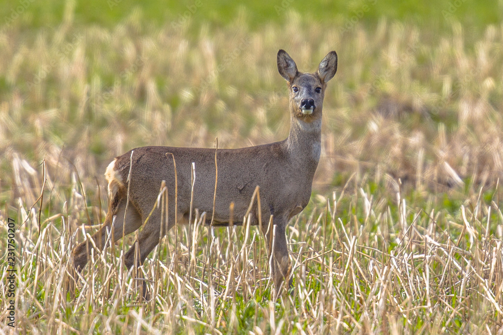 Female Roe deer standing in rural field Female Roe deer standing in rural field