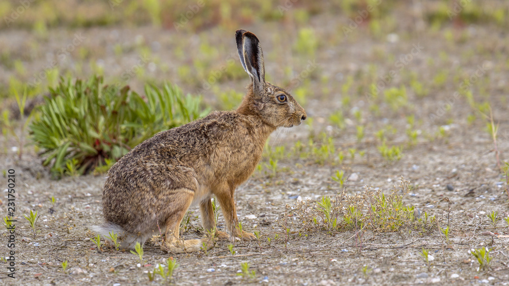 European Hare in open field European Hare in open field