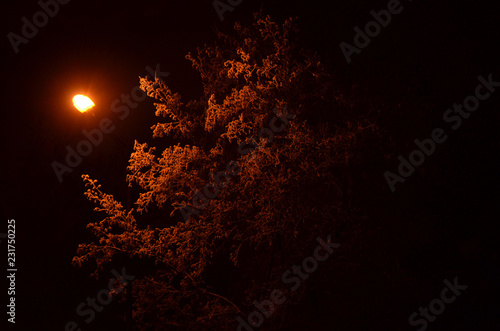 tree in a frost lit by a red lantern © Oksana