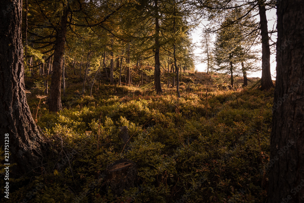 Sun shining through atumn forest