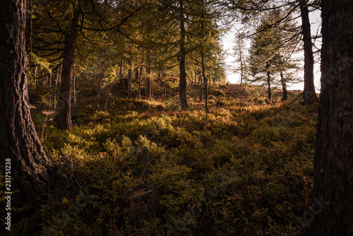 Sun shining through atumn forest © Tobias