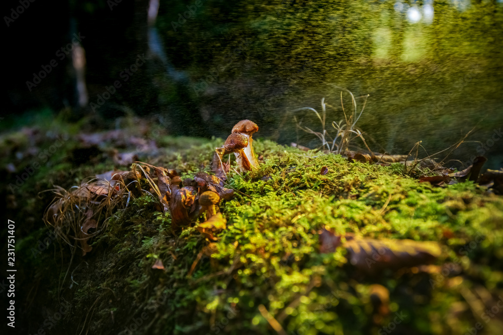 Obraz premium Small macro photographed mushroom highlighted in a dark autumn forest